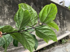 Clerodendrum thomsoniae