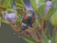 Gymnetron veronicae