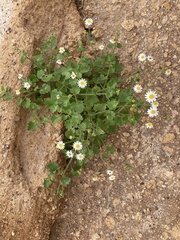 Amauria rotundifolia