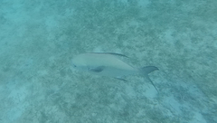 Trachinotus falcatus