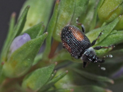 Gymnetron veronicae