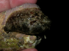 Dolabrifera dolabrifera