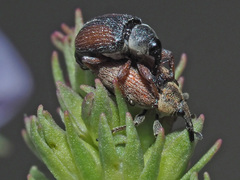 Gymnetron veronicae