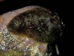 Dolabrifera dolabrifera