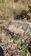 Carphephorus corymbosus