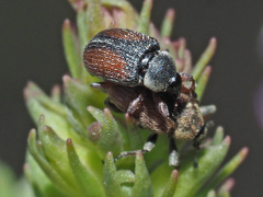 Gymnetron veronicae
