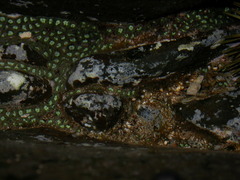 Zoanthus sansibaricus