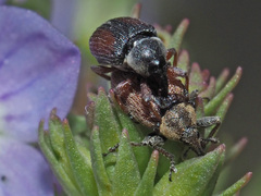 Gymnetron veronicae