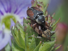 Gymnetron veronicae