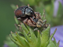 Gymnetron veronicae