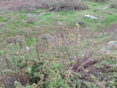 Limbarda crithmoides longifolia