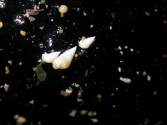 Littorinimorpha