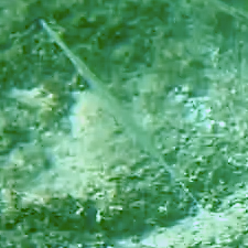 Fistularia commersonii