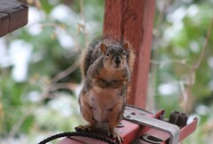 Sciurus niger