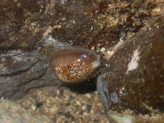 Monetaria caputophidii