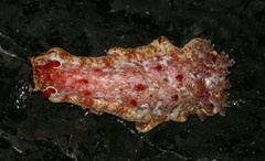 Hexabranchus sanguineus