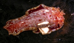 Hexabranchus sanguineus