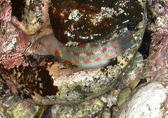 Thalassoma trilobatum