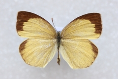 Eurema laeta laeta