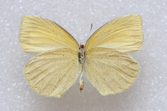 Eurema laeta laeta