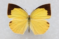 Eurema laeta laeta