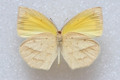 Eurema laeta laeta