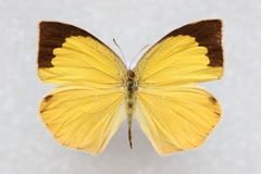 Eurema laeta laeta