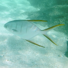 Trachinotus rhodopus