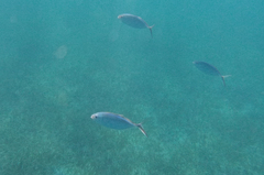 Caranx ruber