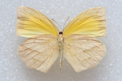 Eurema laeta laeta
