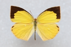Eurema laeta laeta