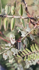 Neodiplogrammus quadrivittatus