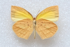 Eurema laeta laeta
