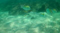 Trachinotus rhodopus
