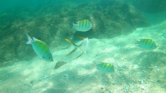 Trachinotus rhodopus