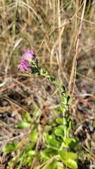 Carphephorus corymbosus