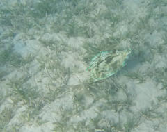Acanthostracion quadricornis