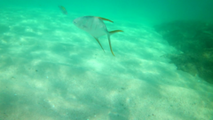 Trachinotus rhodopus