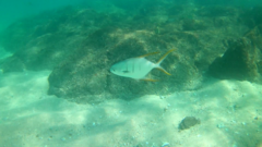 Trachinotus rhodopus