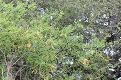 Prosopis affinis
