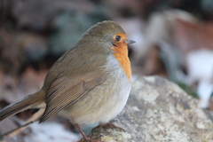 Erithacus rubecula
