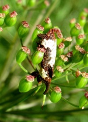 Lixus cylindrus