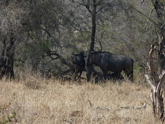 Connochaetes taurinus