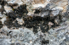 Lathagrium auriforme