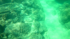 Fistularia commersonii