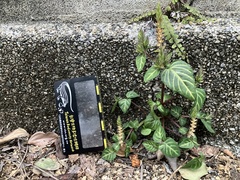 Lepidagathis inaequalis