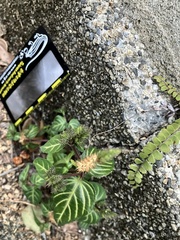 Lepidagathis inaequalis