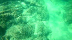 Fistularia commersonii