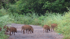 Sus scrofa cristatus