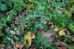 Podosphaera ferruginea